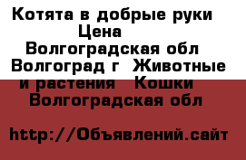 Котята в добрые руки › Цена ­ 5 - Волгоградская обл., Волгоград г. Животные и растения » Кошки   . Волгоградская обл.